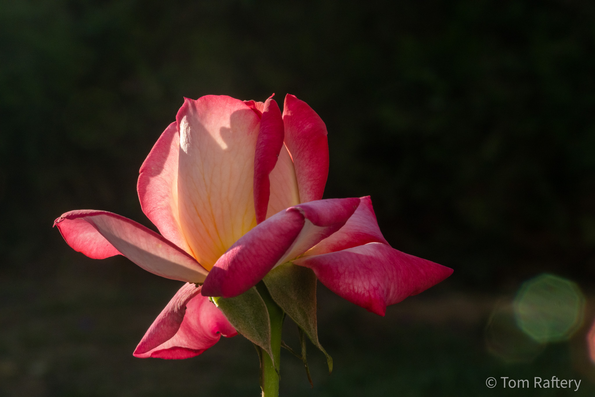 Why ESG Is Crucial for Modern Businesses: Insights from Industry Leaders