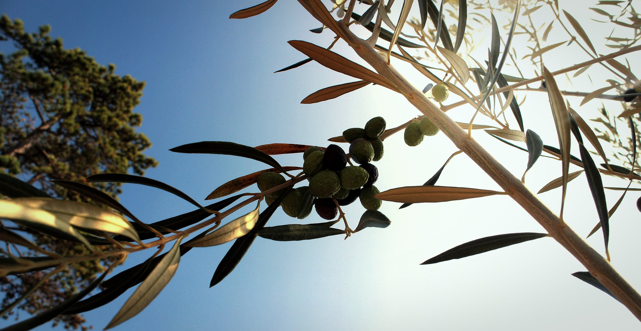 Why Decarbonising Power Is the 21st-Century Economic Upgrade We Can’t Afford to Delay